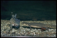 : Ommatotriton ophryticus; Banded Newt