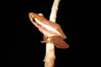 : Scinax squalirostris