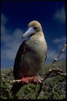 : Sula sula; Red Footed Booby