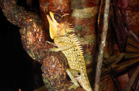 : Acanthosaura armata; Horned Tree Lizard