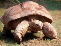 : Geochelone gigantea; Aldabra Tortoise