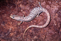 : Gerrhonotus liocephalus; Texas Alligator Lizard