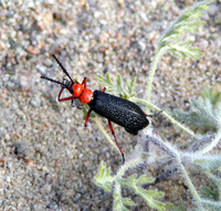 : Lytta magister; Arizona Blister Beetle
