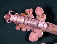 : Idotea aculeata; Isopod;