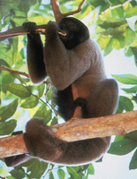 Grey woolly monkey (Lagothrix cana)