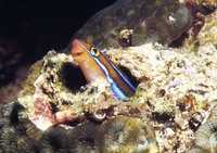 Plagiotremus rhinorhynchos, Bluestriped fangblenny: aquarium