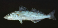 Sillago burrus, Western trumpeter sillago: fisheries