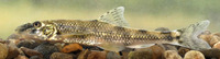 Romanogobio uranoscopus, Danubian longbarbel gudgeon: aquarium