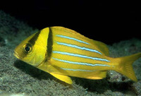 Anisotremus taeniatus, Panama porkfish: fisheries