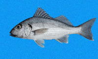 Haemulopsis leuciscus, White grunt: fisheries