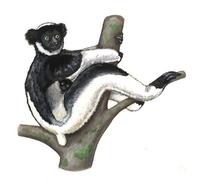 Image of: Indri indri (indri)