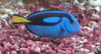 Paracanthurus hepatus - Blue Surgeonfish