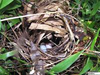 Black-striped Sparrow - Arremonops conirostris