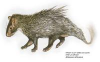 African brush-tailed porcupine