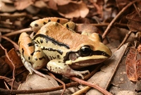 : Leptodactylus mystacinus; Moustached Frog