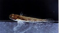 : Ctenogobius boleosoma; Darter Goby