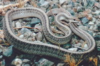 : Salvadora hexalepis; Western Patch-nosed Snake