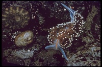 : Hermissenda sp.; Glowing Nudibranch