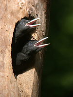 까막딱따구리 Dryocopus martius martius | black woodpecker