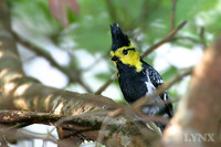 Yellow-cheeked Tit 黃頰山雀