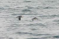 Horned Puffins (Gambell)
