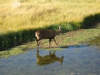 Huemul - it's very rare to see deer in this part of the world
