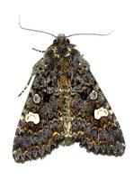 Melanchra persicariae - Dot Moth