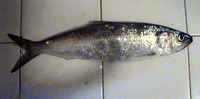 Alosa immaculata, Pontic shad: fisheries