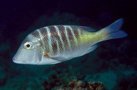 Lethrinus mahsena, Sky emperor: fisheries, gamefish