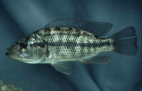 Serranochromis macrocephalus, Purpleface largemouth: fisheries, gamefish