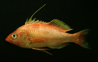Hemanthias signifer, Damsel bass: fisheries