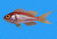 Pronotogrammus eos, Bigeye bass: fisheries
