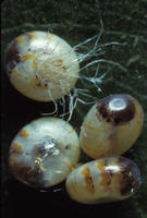 Image of: Citheronia regalis