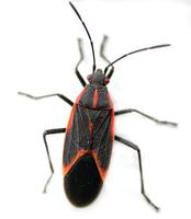 Image of: Leptocoris trivittatus (box elder bug)