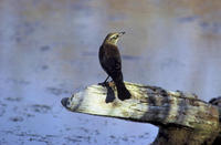 Image of: Euphagus carolinus (rusty blackbird)
