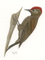Image of: Veniliornis fumigatus (smoky-brown woodpecker)