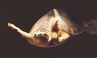 Image of: Carettochelys insculpta (pignose turtle)