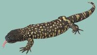 Image of: Heloderma horridum (Mexican beaded lizard)