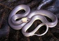 Image of: Phimophis guerini