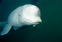 Photo: Beluga whale swimming