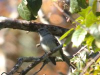 Black-fronted Tyrannulet - Phylloscartes nigrifrons