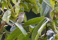 Olive-chested Flycatcher - Myiophobus cryptoxanthus