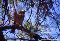 Chilean Mockingbird - Mimus thenca