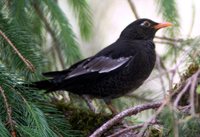 Gray-winged Blackbird - Turdus boulboul