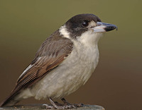 Gray Butcherbird - Cracticus torquatus