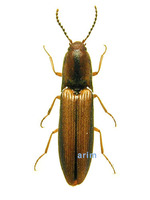 검정테광방아벌레 - Chiagosinus vittiger