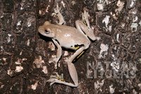 : Litoria rothii; Roth's Tree Frog