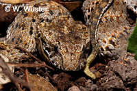 : Acanthophis laevis; Smooth-scaled Death Adder