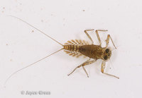 : Epeorus sp.; Mayfly