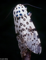 : Hyphantria cunea; Fall Webworm Moth